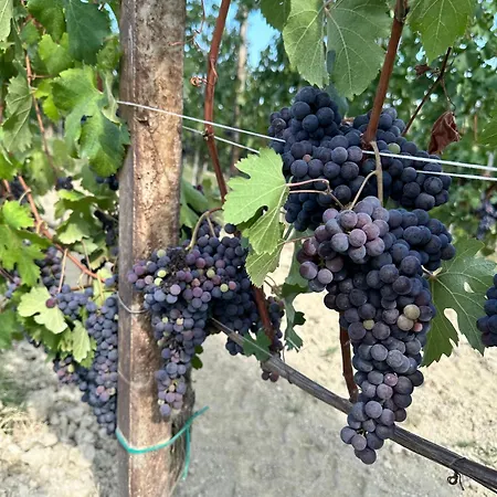 וילה Just Langhe Casa Barolo