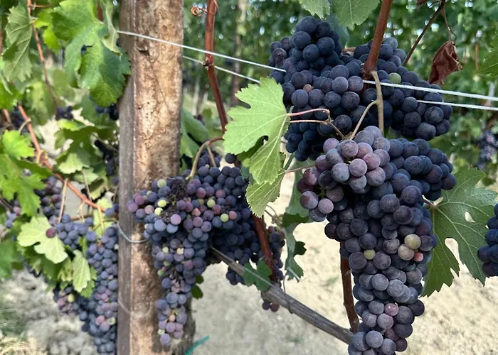 Villa Just Langhe Casa Barolo